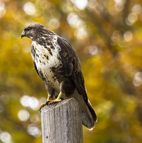 A peregrine falcon rosting on a post at Hawkstone Park Follies