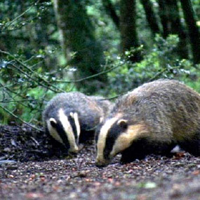 Badgers foraging the ground for food are amongst the mammals that make up the varied wildlife of The Follies woodlands