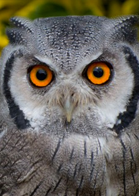 FALCONRY WEEKEND