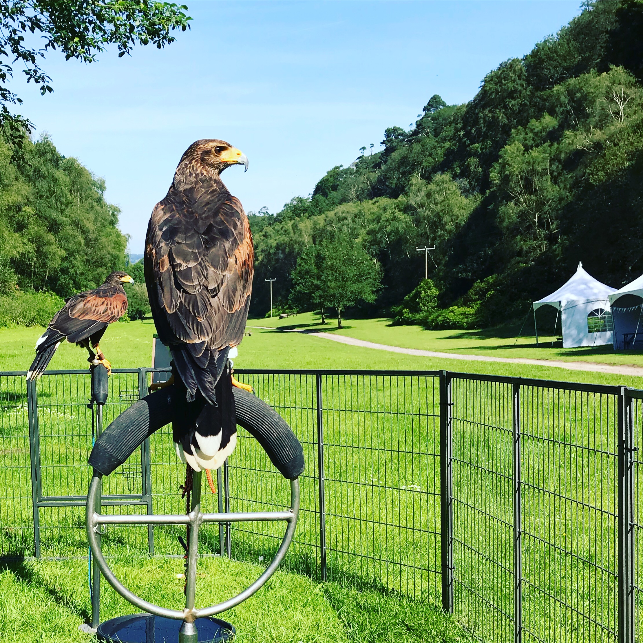 FALCONRY DAY
