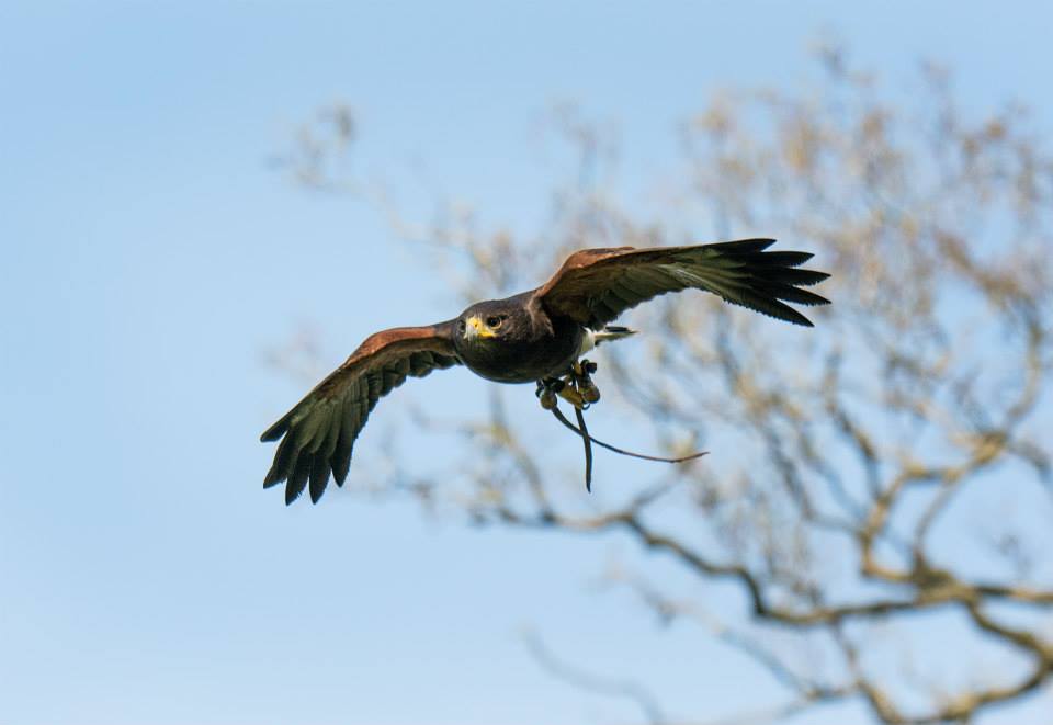 Harris Hawk Walk at Hawkstone Park Follies with Shropshire Falconry