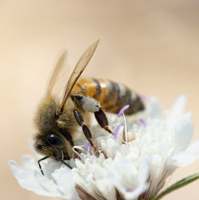 A wood wasp resting on a spring flower is one of many invertebrates, reptiles & amphibians you will see at Hawkstone Park Follies